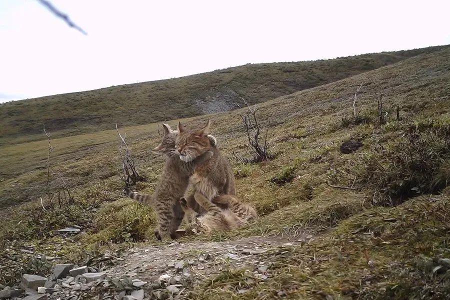 揭秘九寨沟的神秘面纱，荒漠猫踪迹探寻之旅