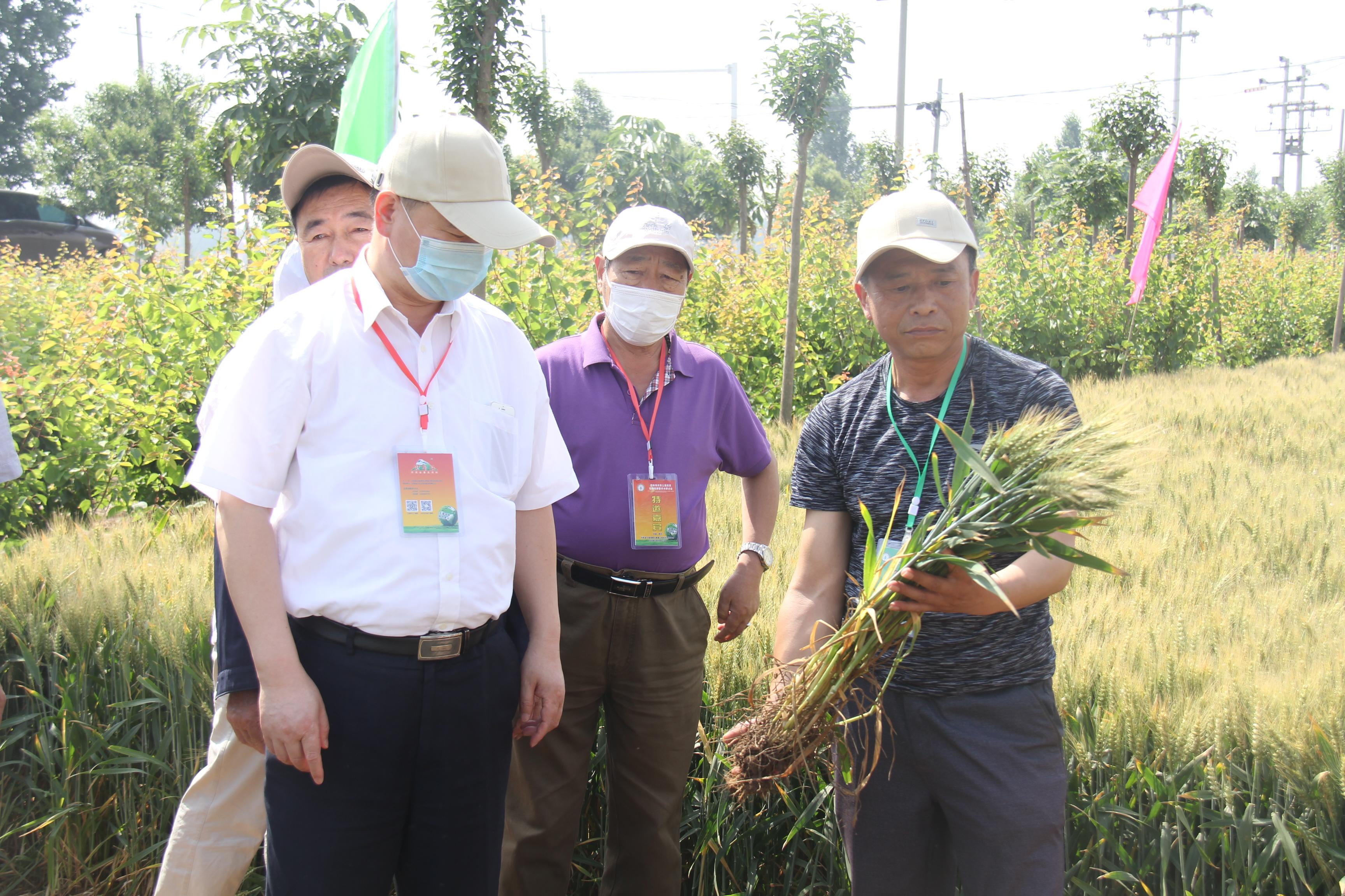 新型农业技术推广，乡村粮食产量提升的关键路径探索