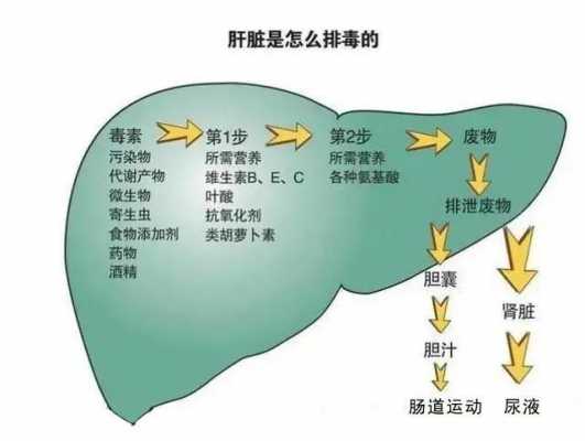 日常饮品助力肝脏解毒功能提升