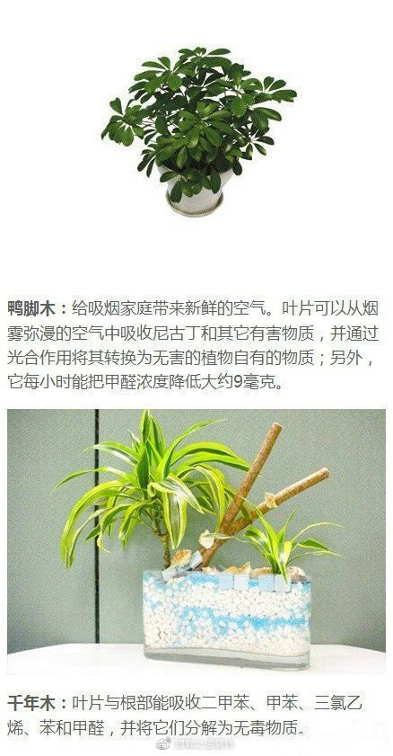 绿色植物如何净化家庭空气？