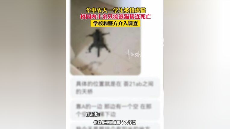 华中农大回应学生虐猫事件，深刻反思与采取实际行动