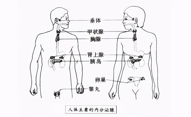 中医调节内分泌系统平衡的方法与策略