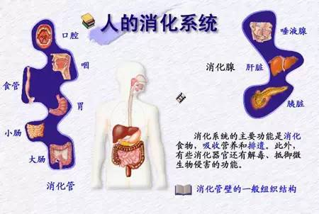 中医消化系统调理良方，常见方法解析