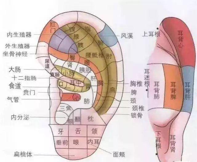 自然疗法与中医助力身体自我调节之道